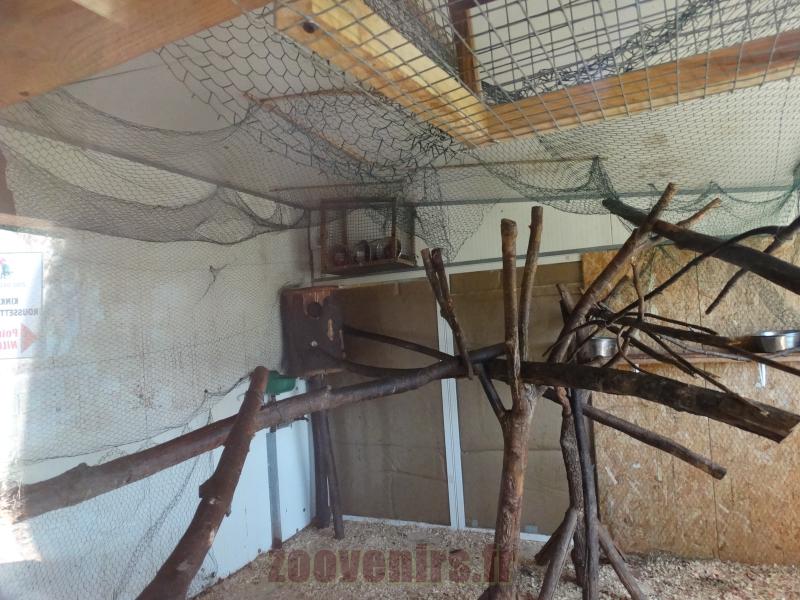 Roussette - Kinkajou - 2014