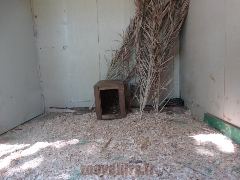 Genette tigrine - 2014