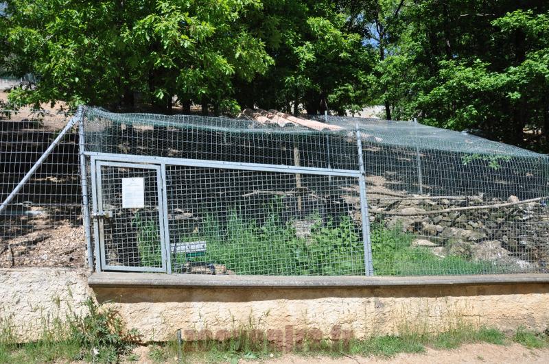 Grand duc africain - 2014