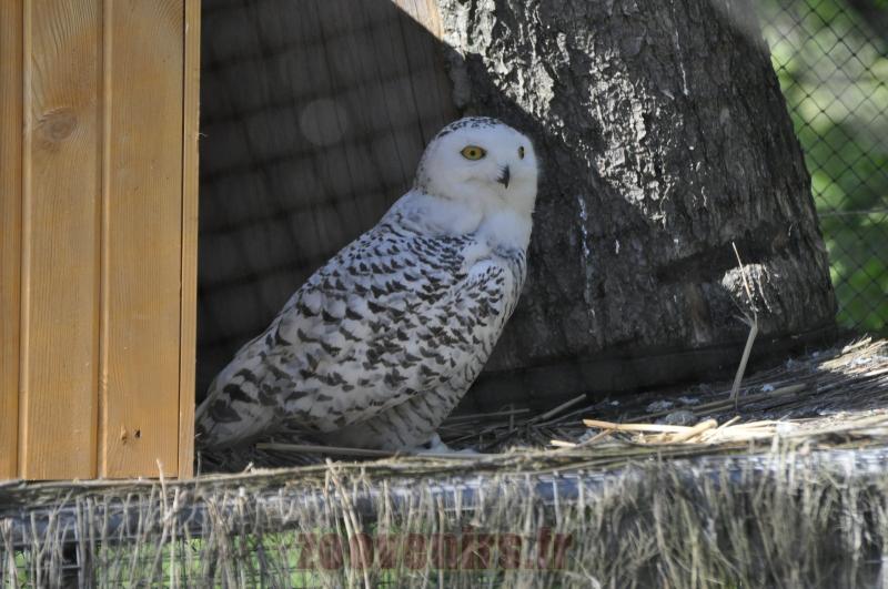 Chouette des neiges - 2014