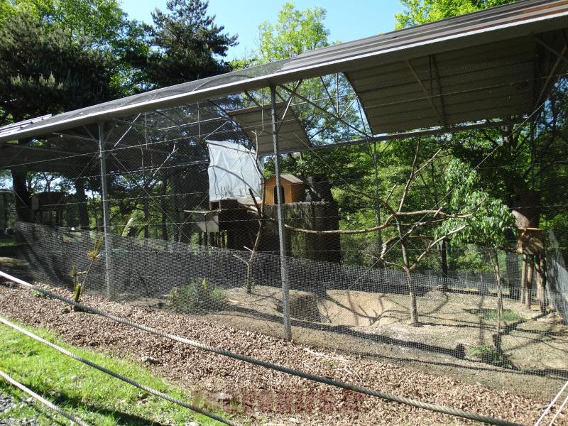 Ibis - Maki catta - 2014