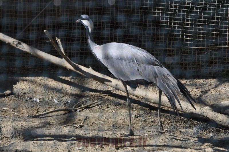 Grue demoiselle - 2014