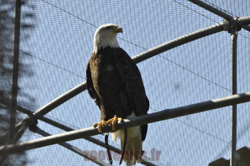 Aigle pygargue - 2014