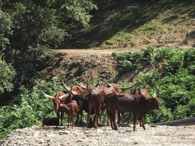 Watusi - 2019
