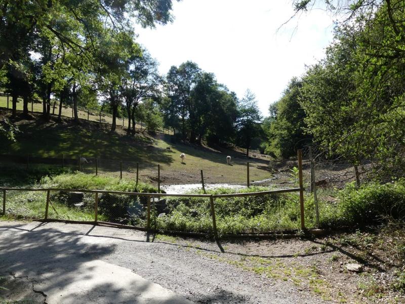 Lama- Nandou - Capybara - Sitatunga - 2019