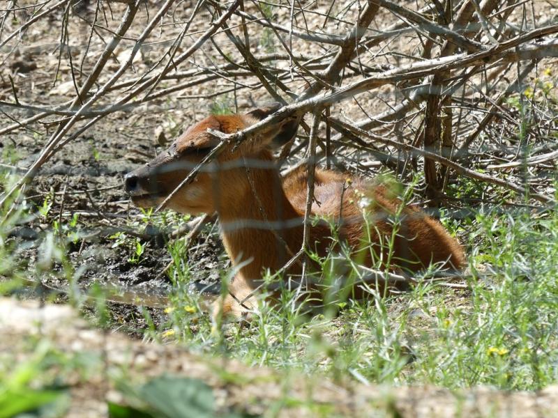 Sitatunga - 2019