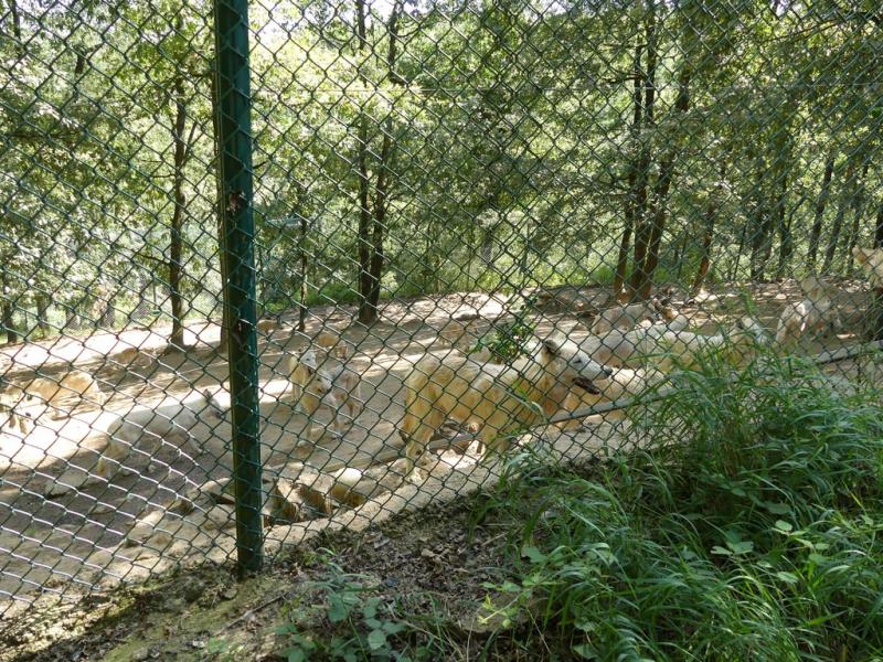 Loup arctique - 2019