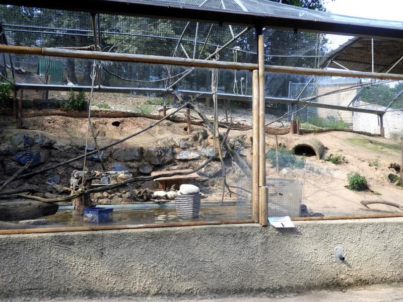 Loutre cendrée - Maki catta - 2019