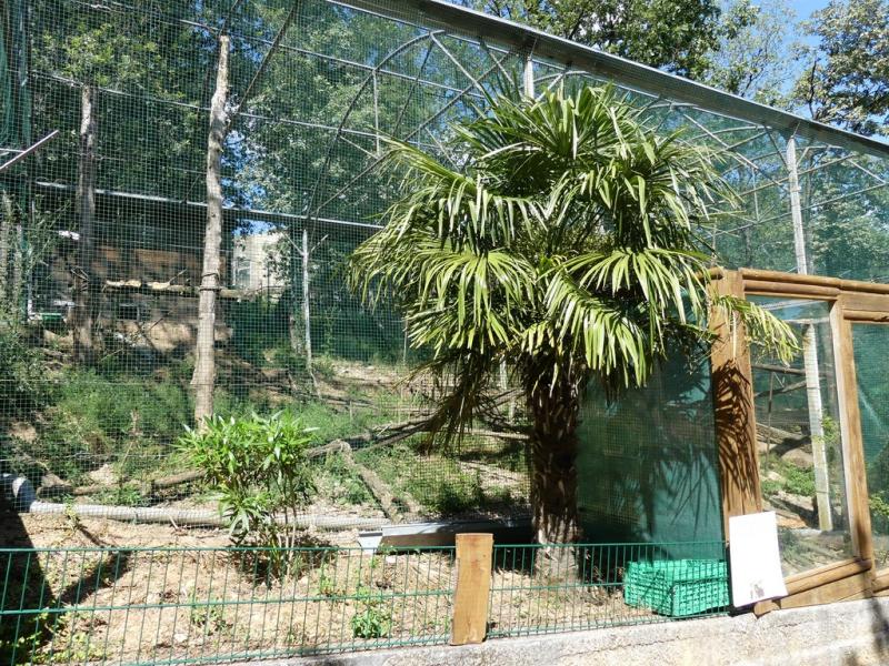 Capucin - Mouffette - 2019