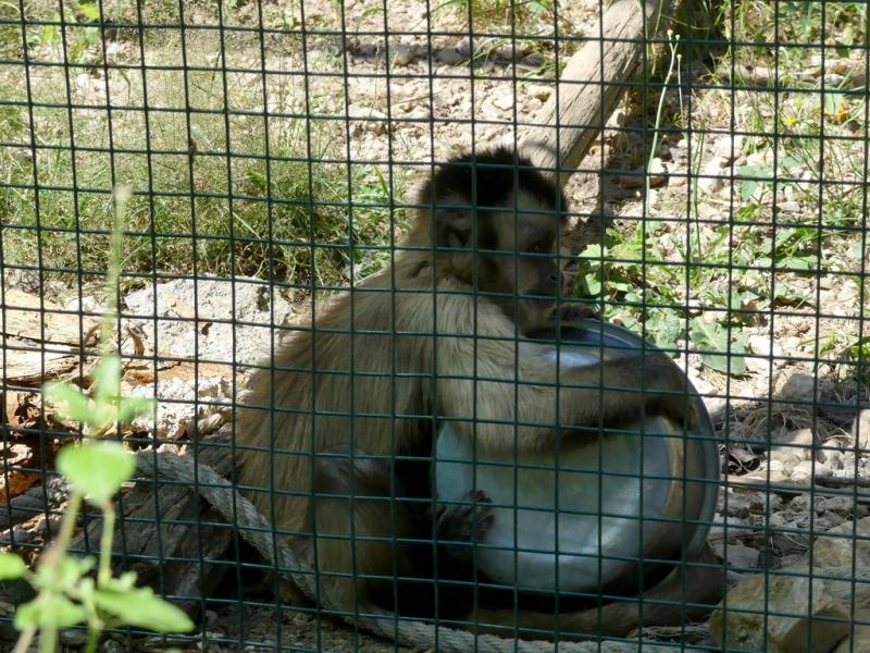 Capucin à huppe noire - 2019