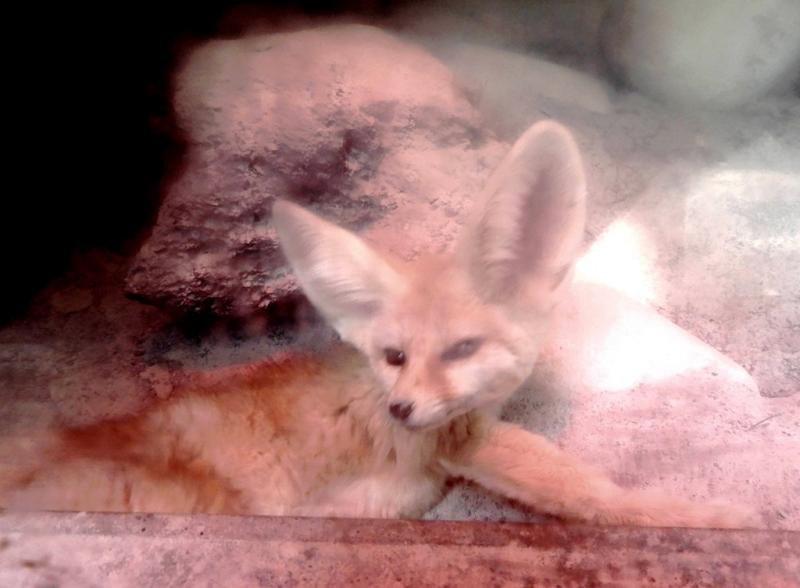 Fennec - 2019