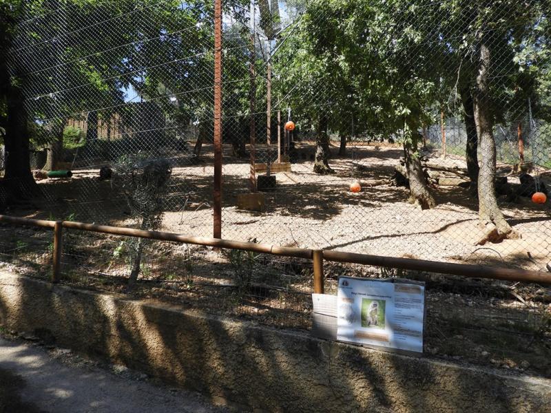 Singe Vervet - Wallaby de Bennett - 2019