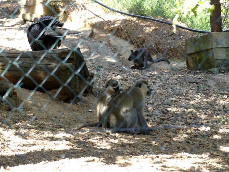 Singe Vervet - Wallaby de Bennett - 2019