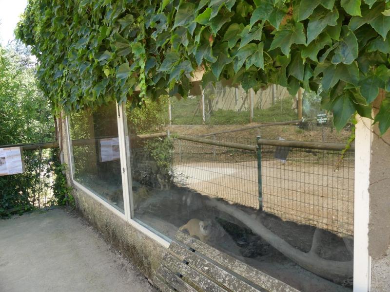 Mangouste fauve - 2019