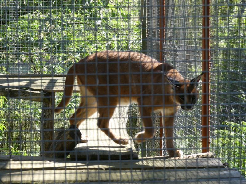 Caracal - 2019