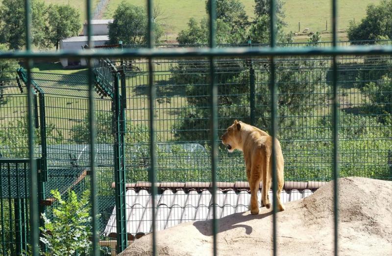 Lion - 2019