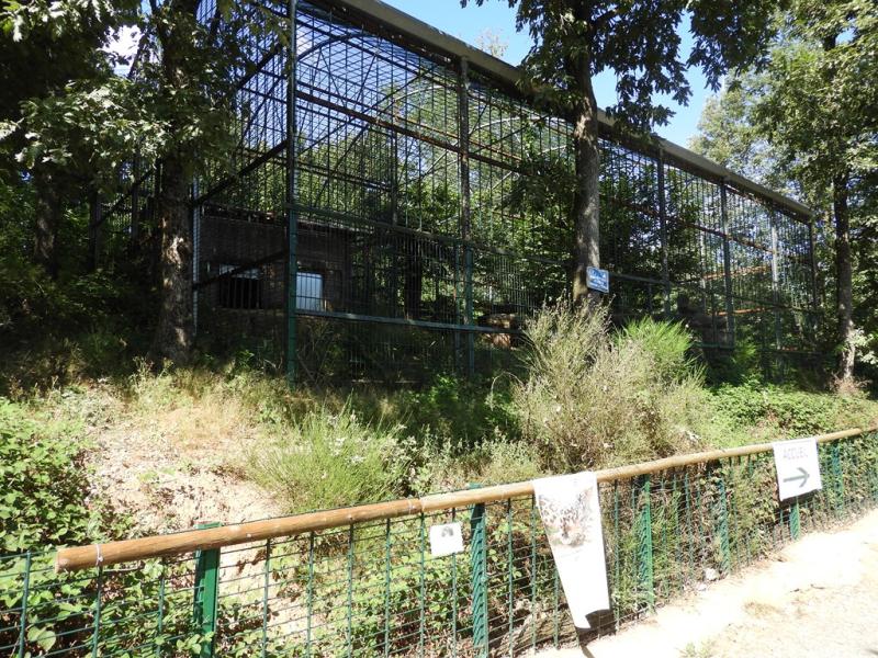 Panthère des neiges - 2019