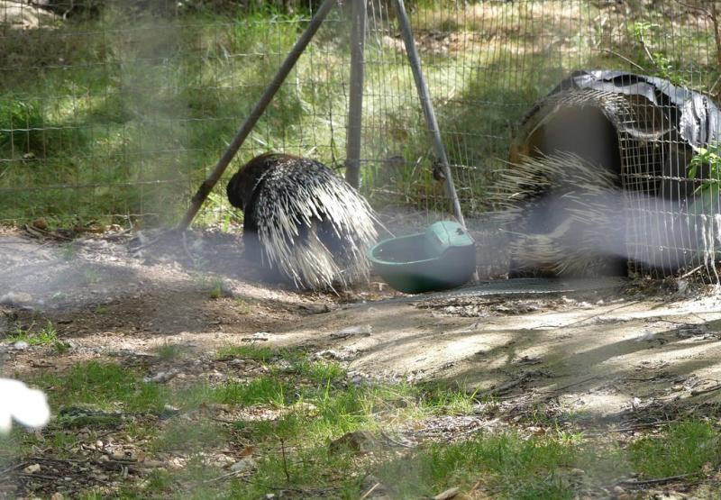 Porc-épic à crête - 2019