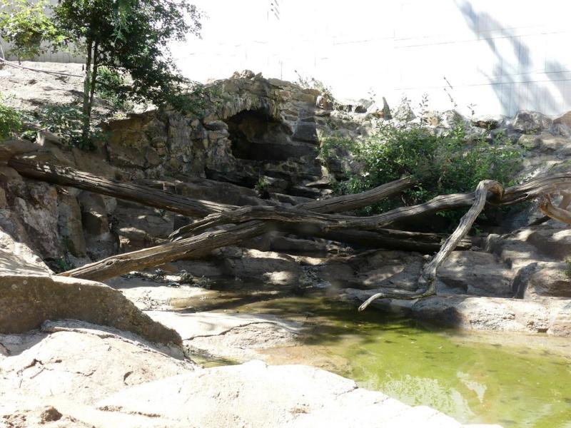 Loutre d'Europe - 2019