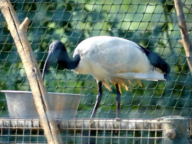 Ibis sacré