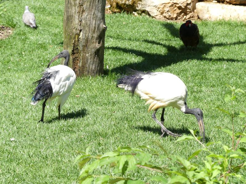 Ibis sacré