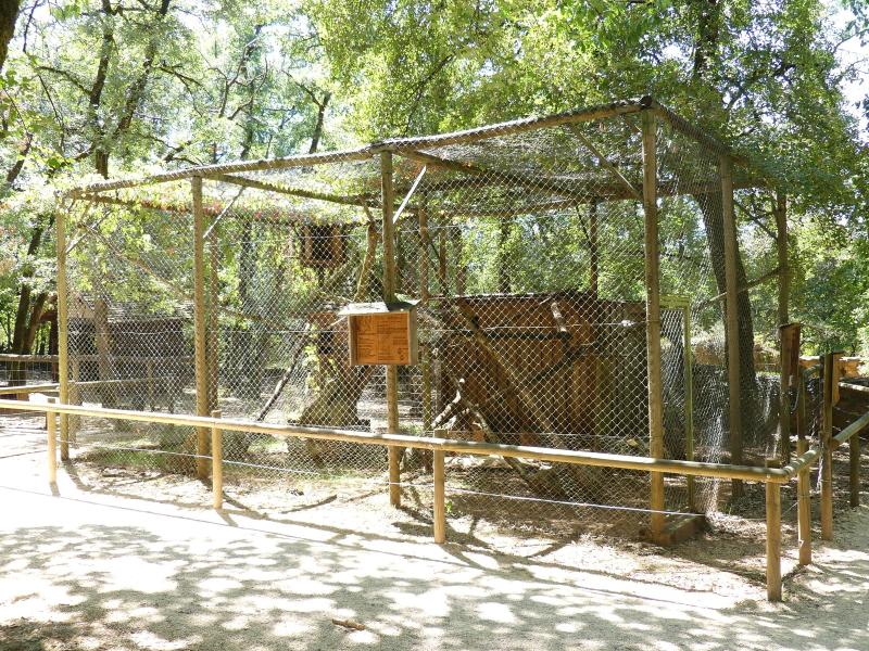 Chat sauvage d'Europe