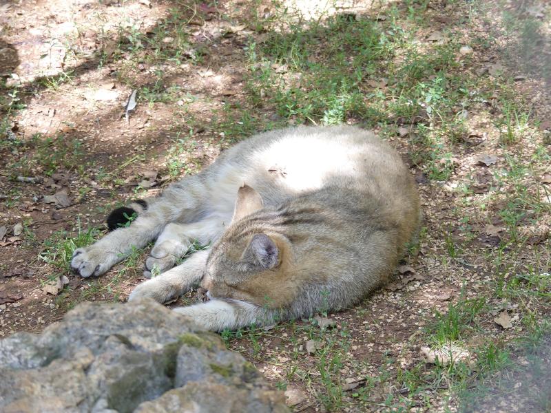 Chat sauvage d'Europe