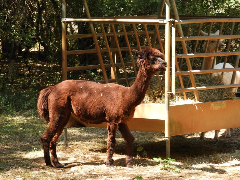 Alpaga