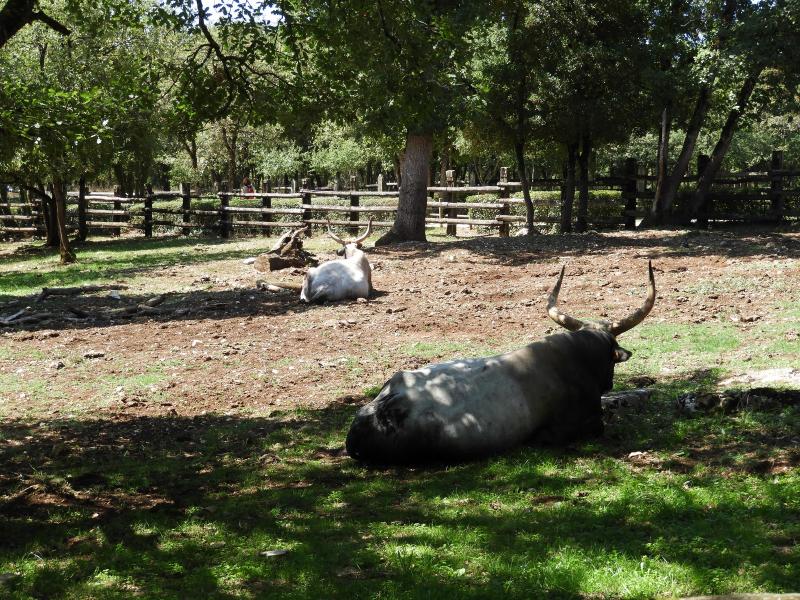 Boeuf gris de Hongrie