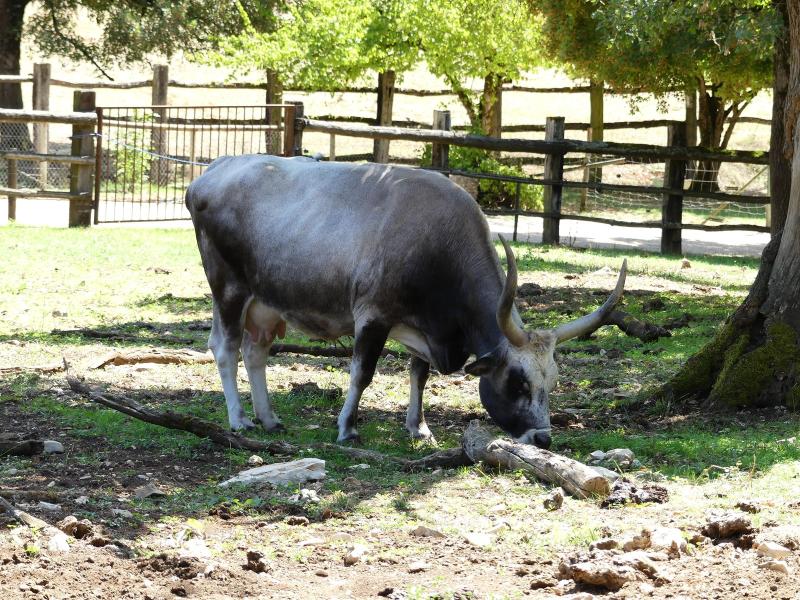 Boeuf gris de Hongrie