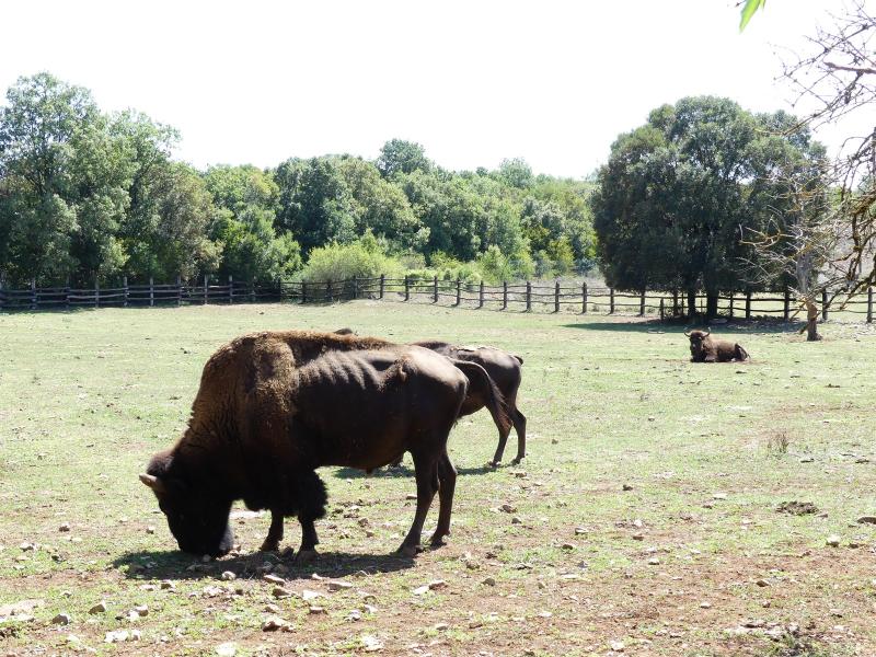 Bison d'Europe