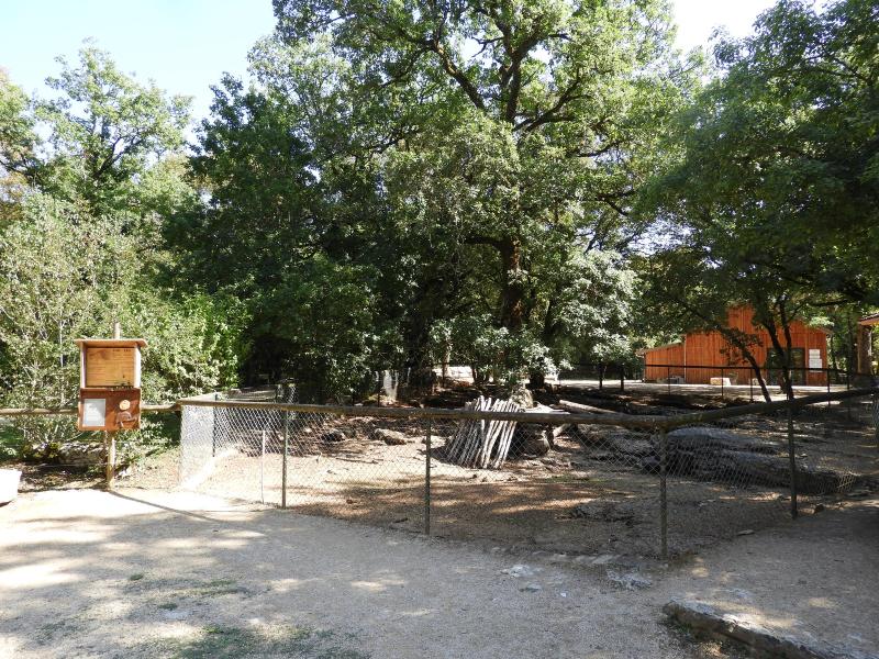 Porc-épic à crête