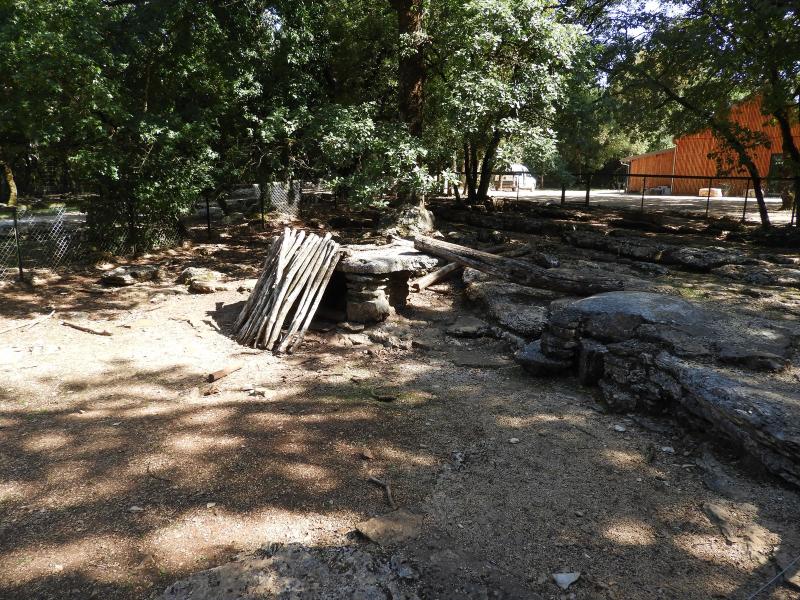 Porc-épic à crête