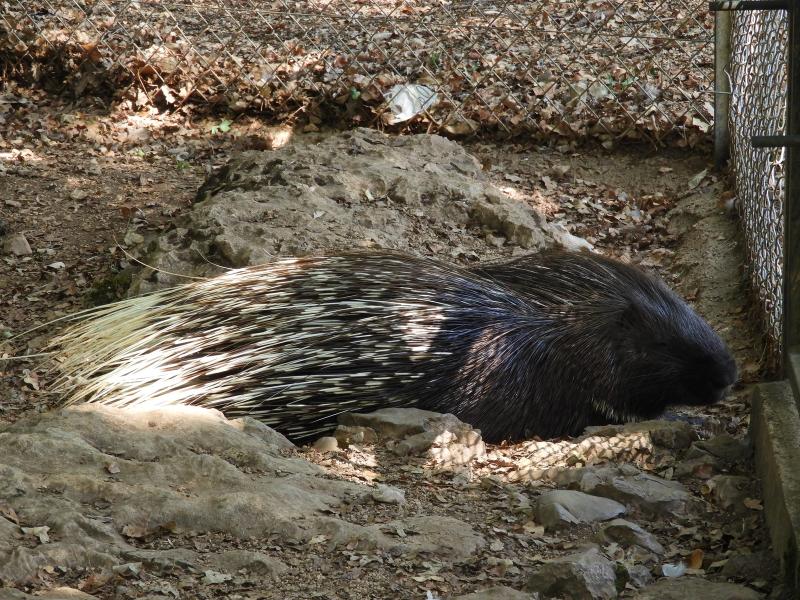 Porc-épic à crête
