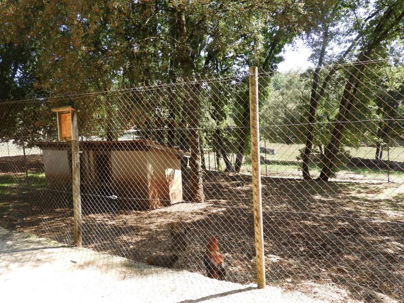 Conservatoire avicole: Poule Brhama