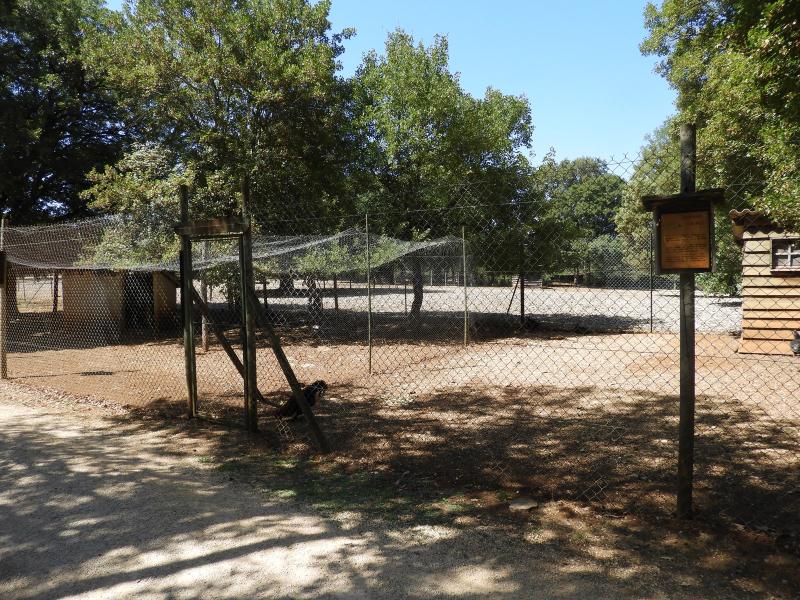 Conservatoire avicole: Poule Marans cuivrée