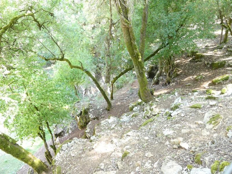 Mouflon à manchettes