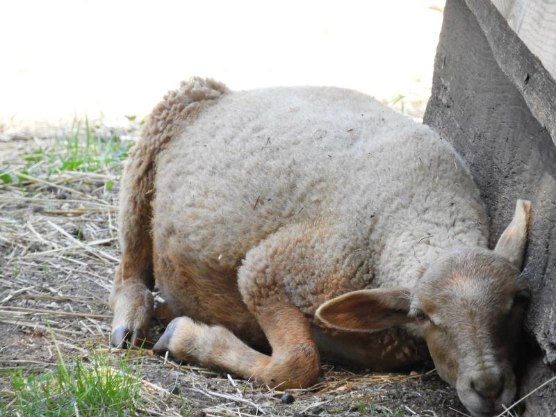Mouton La Castillonaise