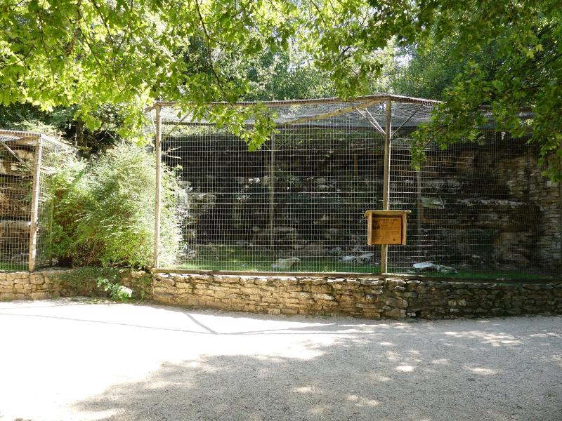 Hibou grand-duc d'Europe