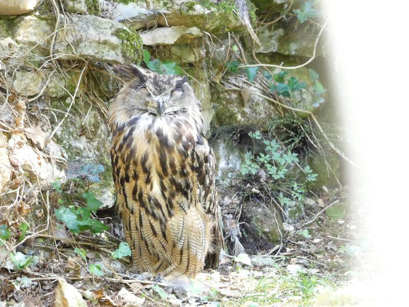 Hibou grand-duc d'Europe