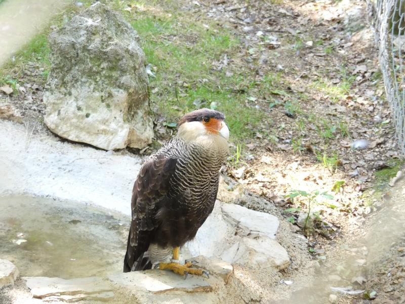 Caracara huppé