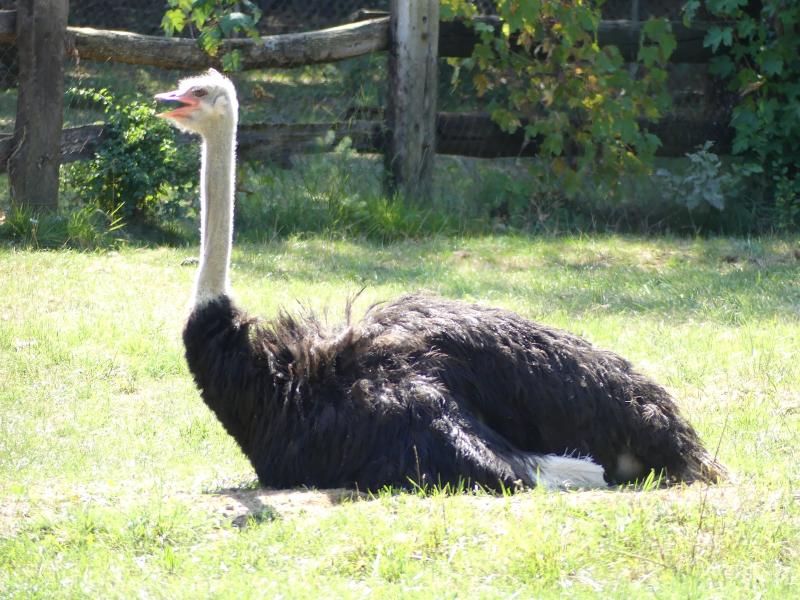 Autruche