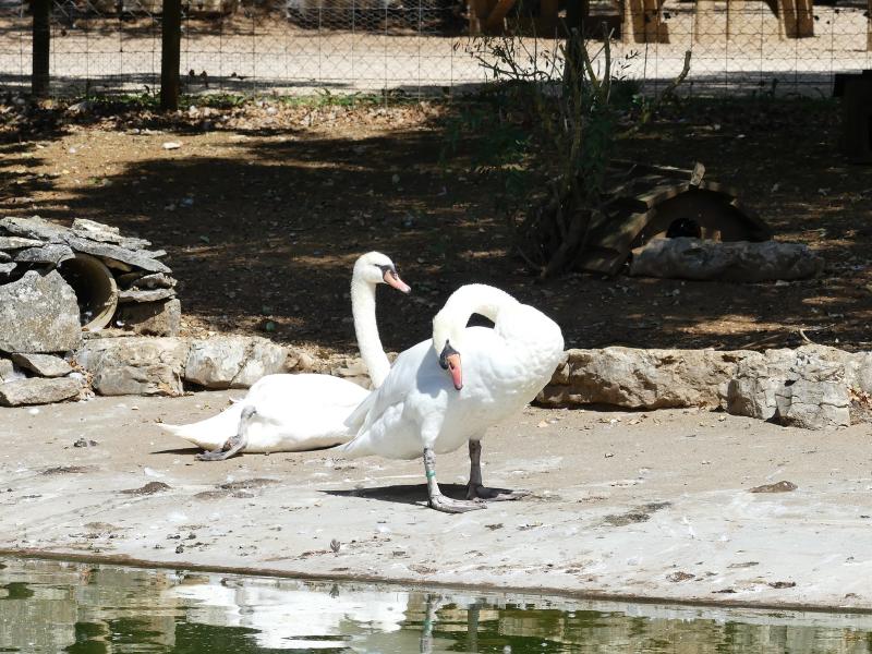Cygne blanc