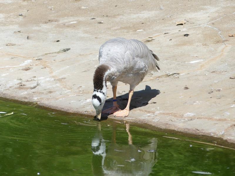 Oie à tête barrée