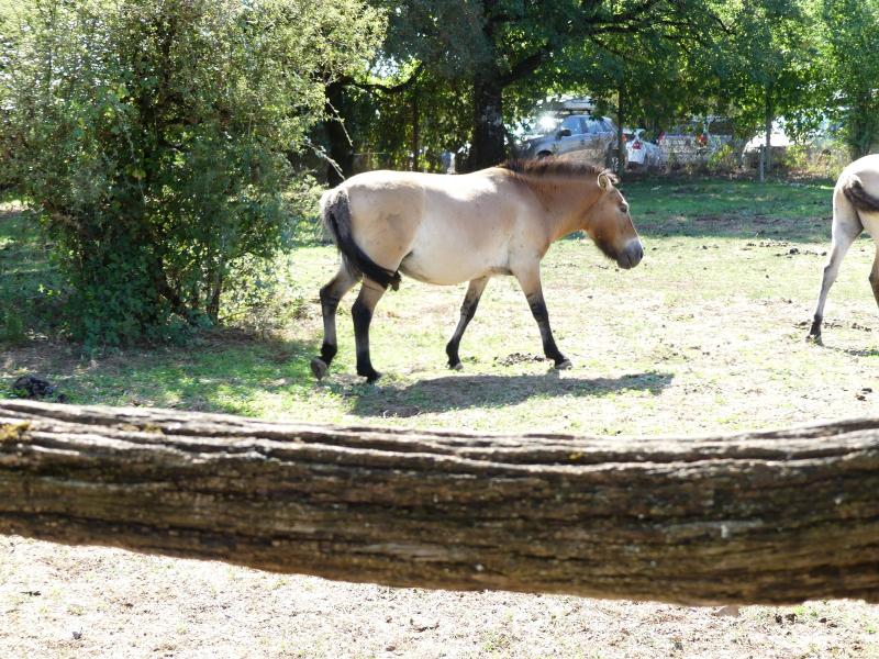 Cheval de Prejvalski