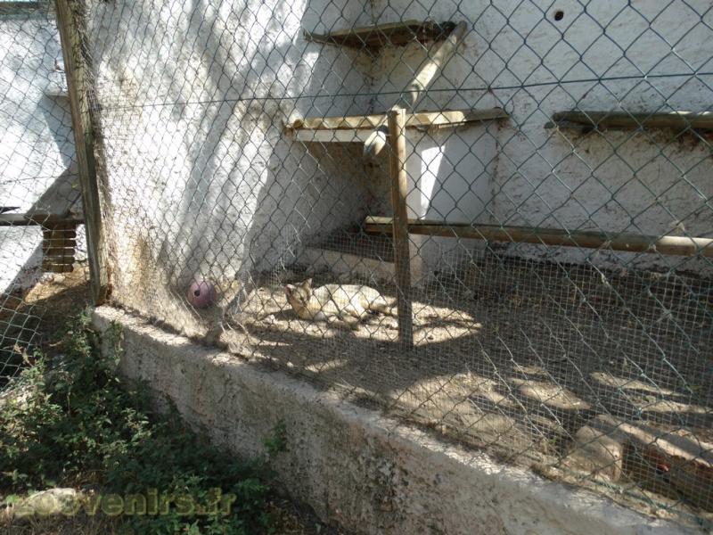 Chat des marais