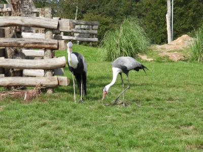 Grue caronculée - 2017