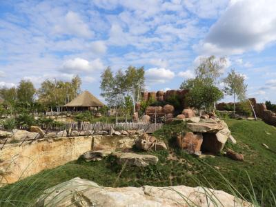 Lion d'Afrique - 2017