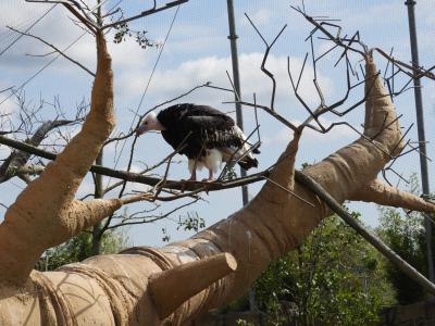 Vautour à tête blanche - 2017