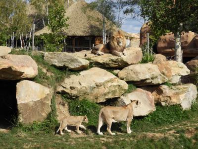 Lion d'Afrique - 2017